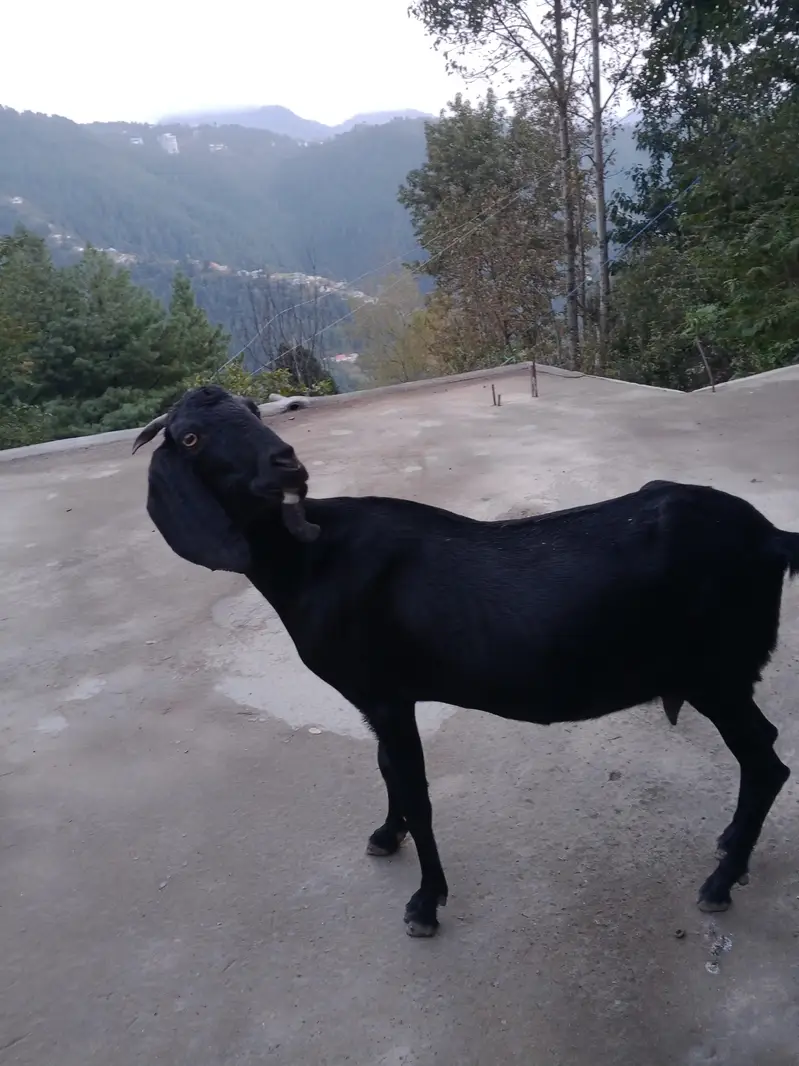 Beautiful 2-Year-Old Bakri for Sale in Abbottabad – Rs. 55,000 — photo 5
