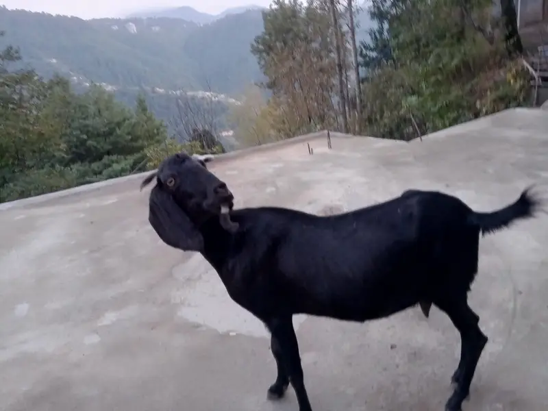 Beautiful 2-Year-Old Bakri for Sale in Abbottabad – Rs. 55,000 — photo 6