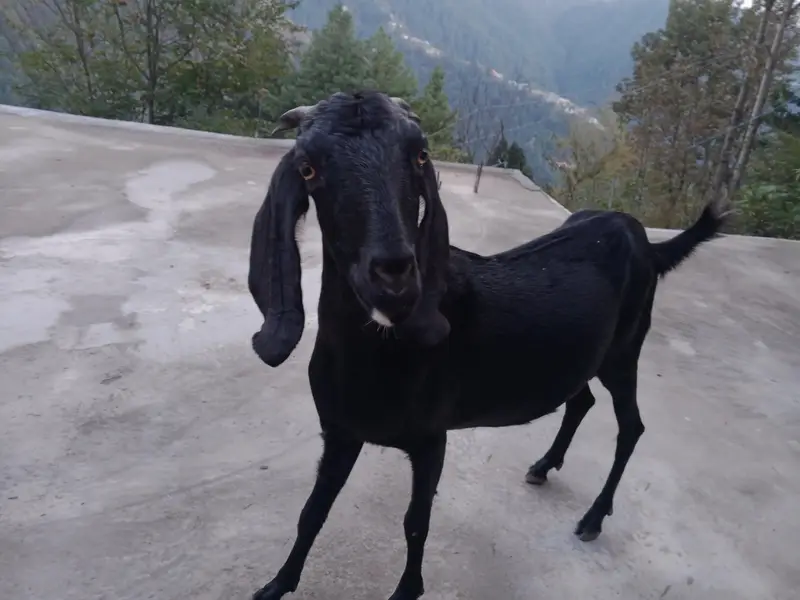 Beautiful 2-Year-Old Bakri for Sale in Abbottabad – Rs. 55,000 — photo 7