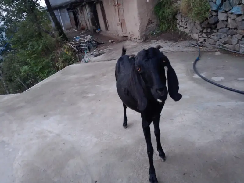 Beautiful 2-Year-Old Bakri for Sale in Abbottabad – Rs. 55,000 — photo 8