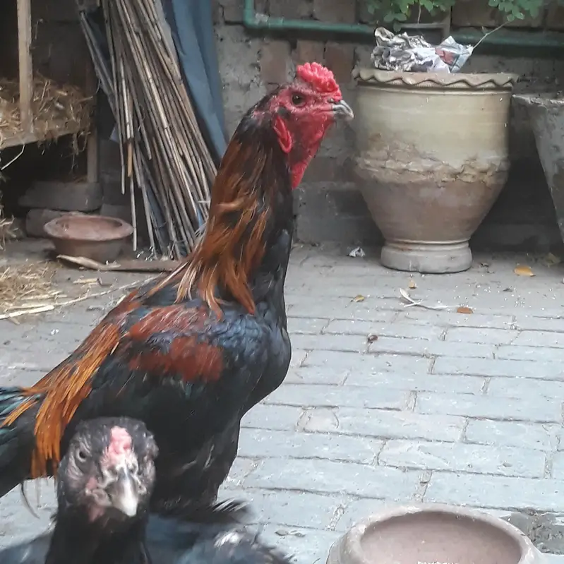 pure breeder king pairs — photo 2
