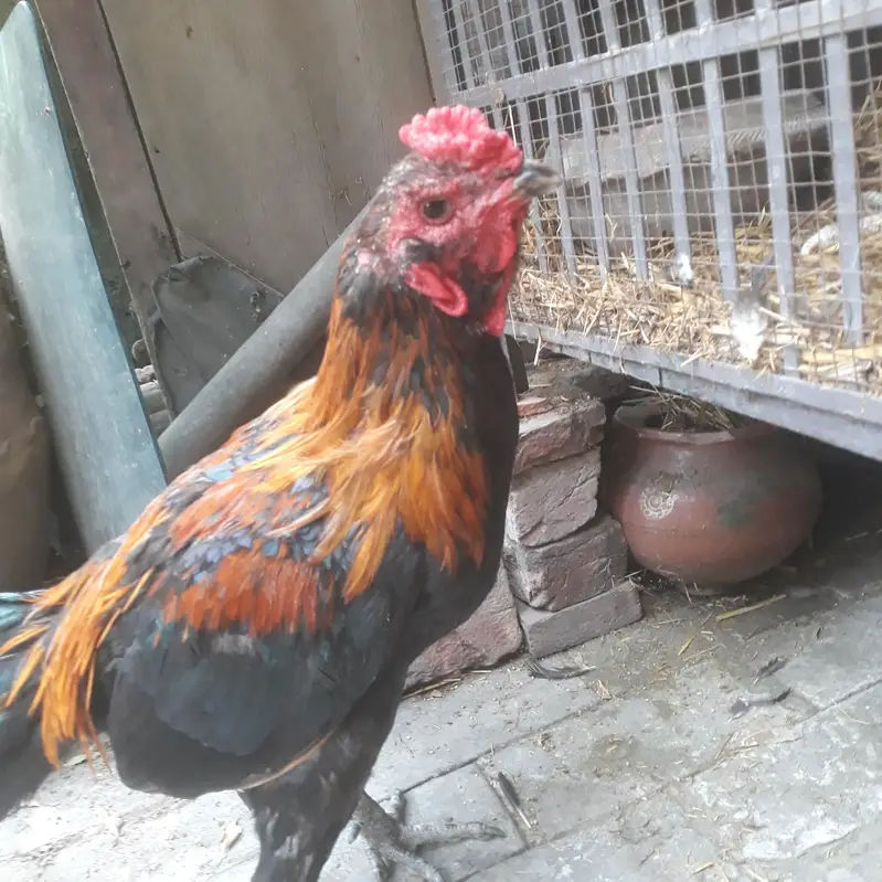 pure breeder king pairs — photo 7