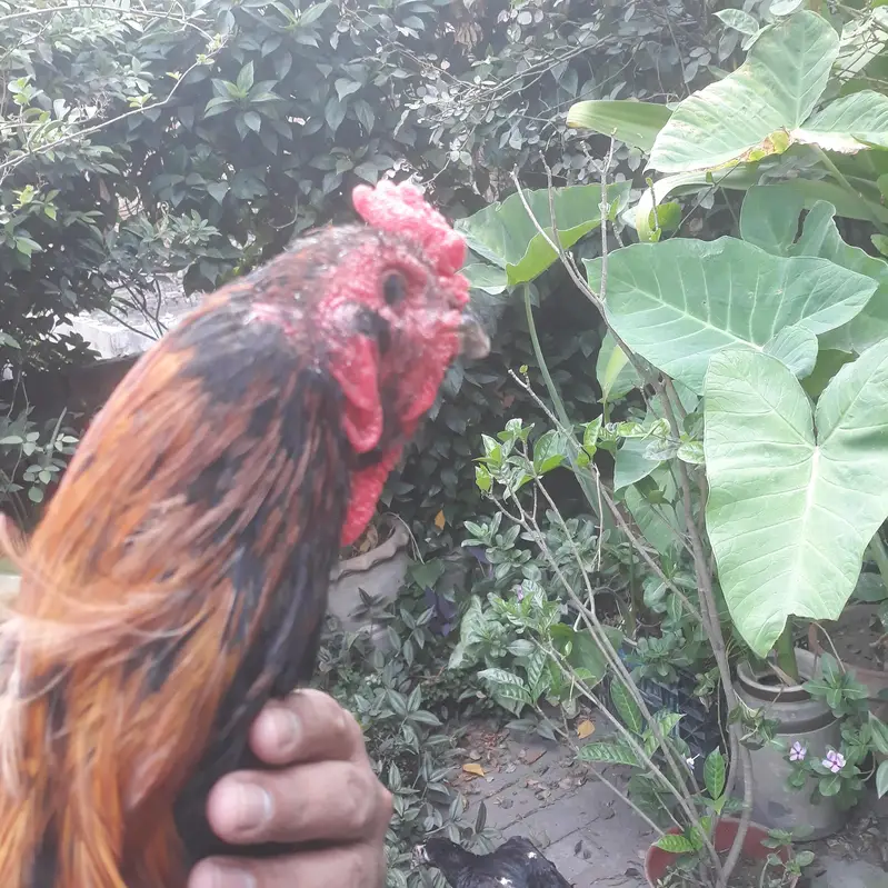 pure breeder king pairs — photo 8