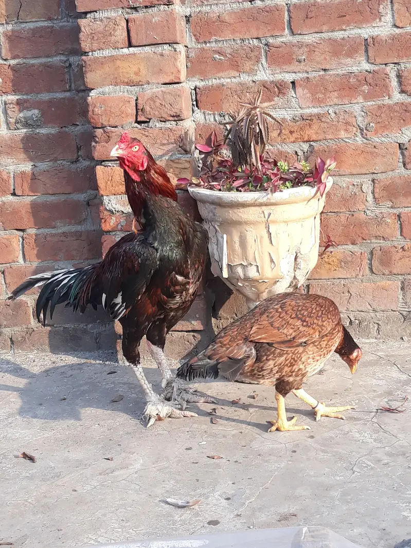 pure breeder king pairs — photo 10