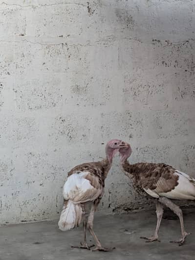 turkey birds.