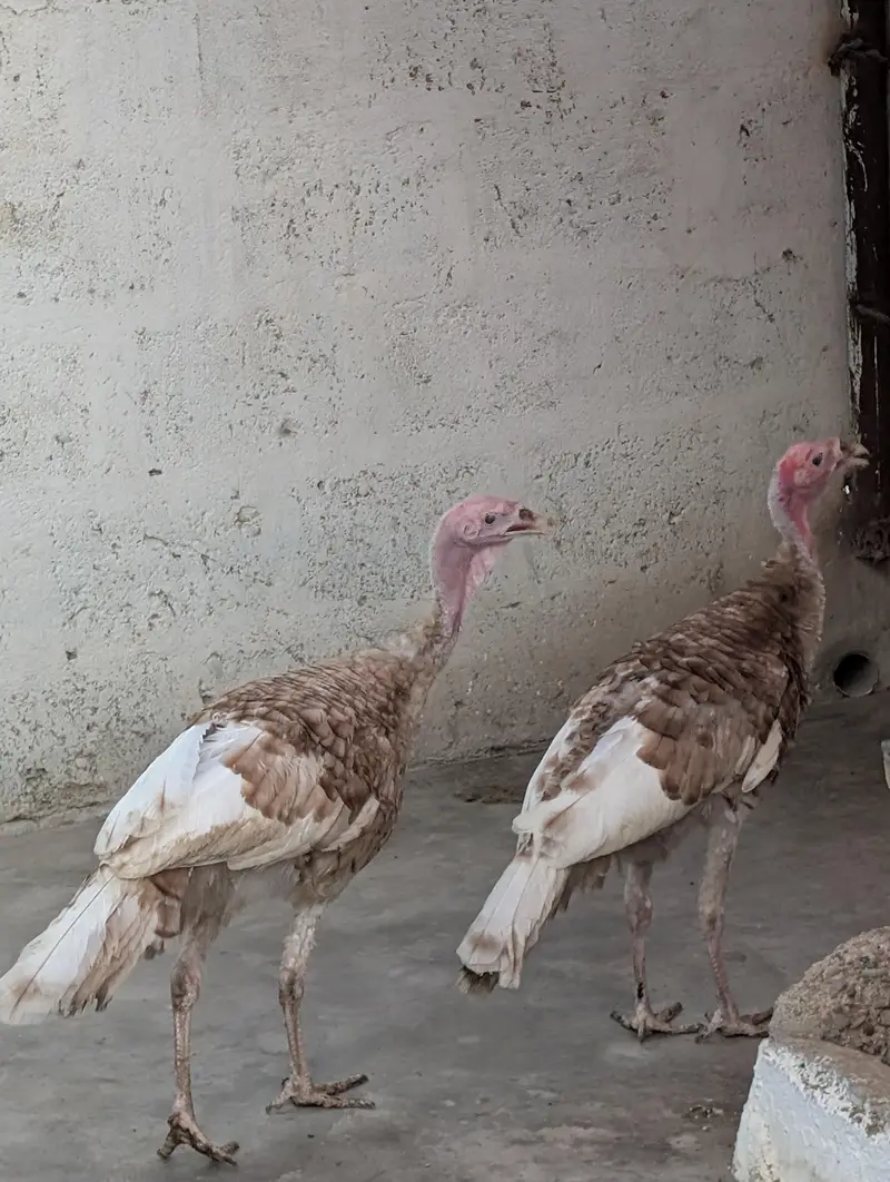 turkey birds. — photo 2