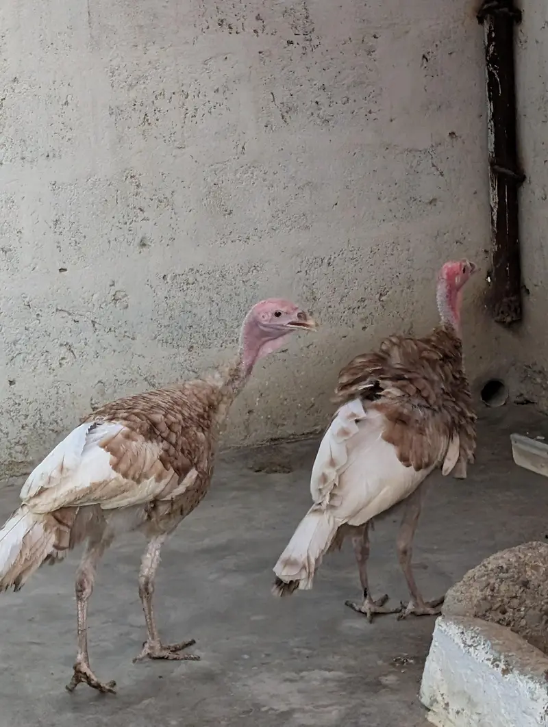 turkey birds. — photo 3