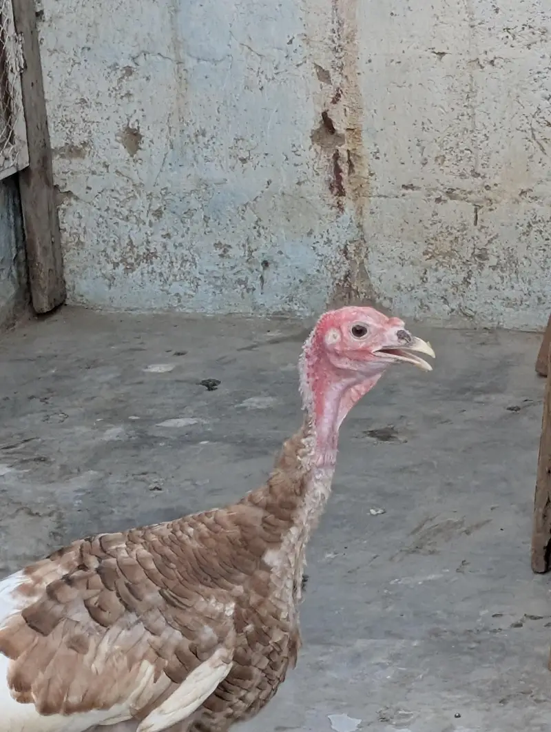 turkey birds. — photo 4