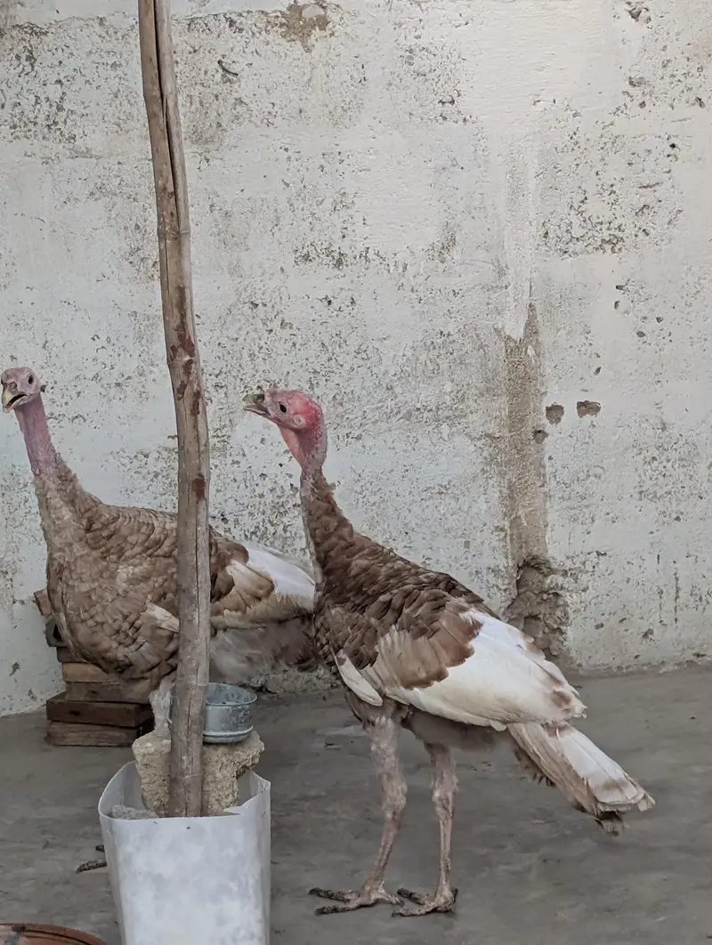 turkey birds. — photo 5