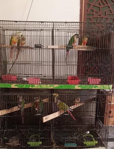 4 Breeder pairs for sale .