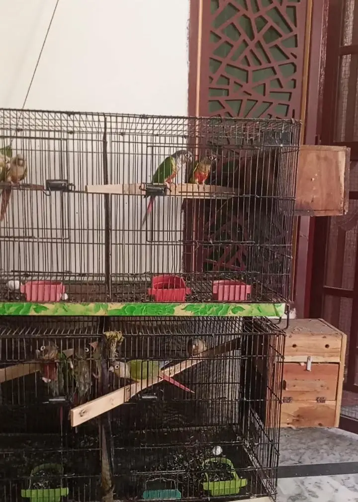 4 Breeder pairs for sale . — photo 2