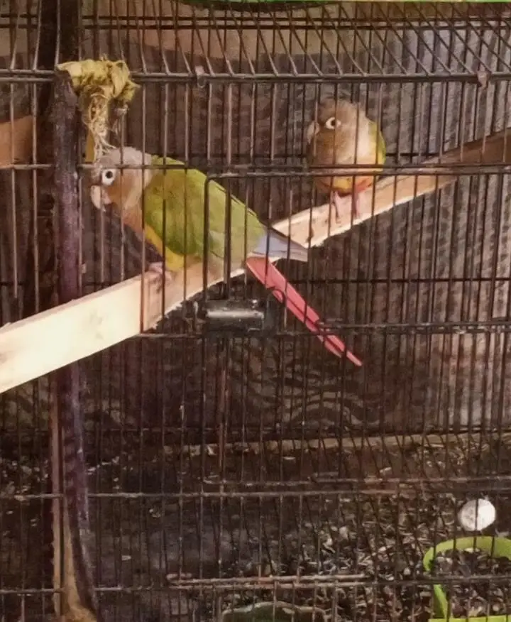 4 Breeder pairs for sale . — photo 3