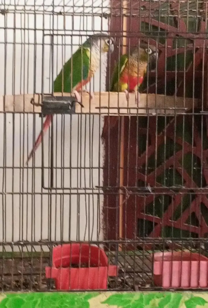 4 Breeder pairs for sale . — photo 4