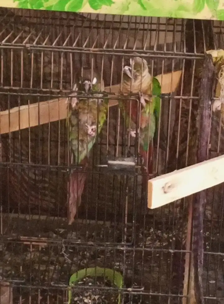 4 Breeder pairs for sale . — photo 5
