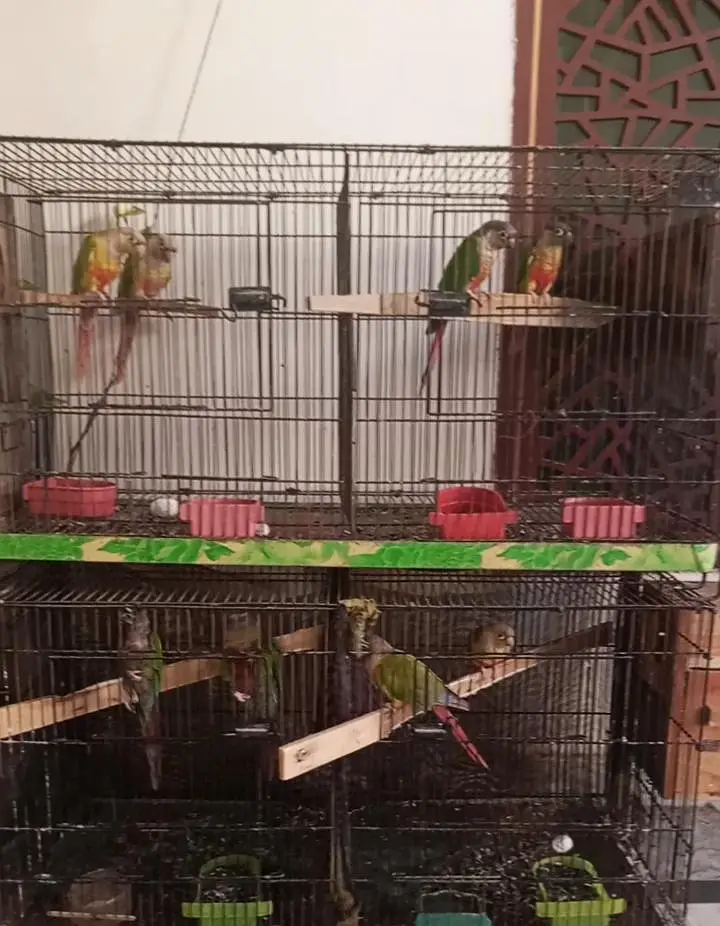 4 Breeder pairs for sale . — photo 6