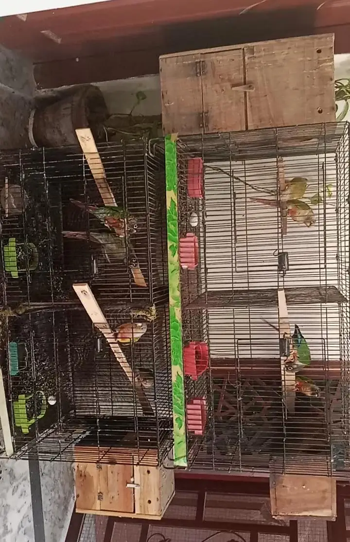 4 Breeder pairs for sale . — photo 7