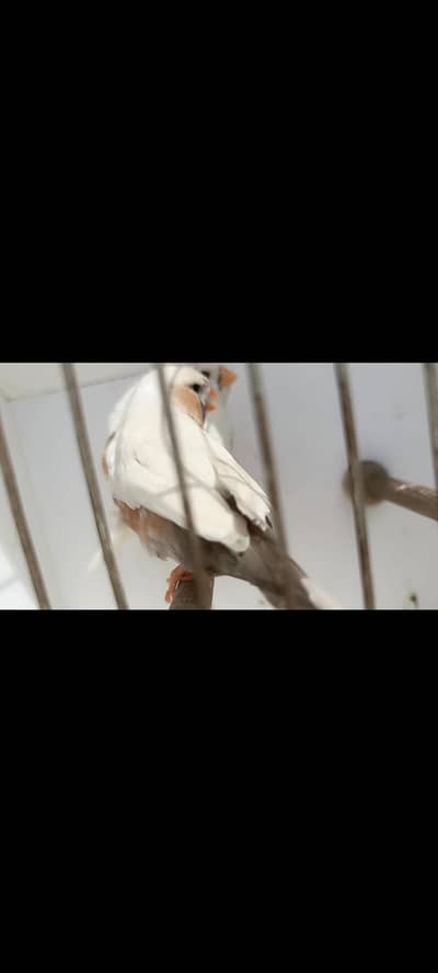 charcoal mutations Finch available