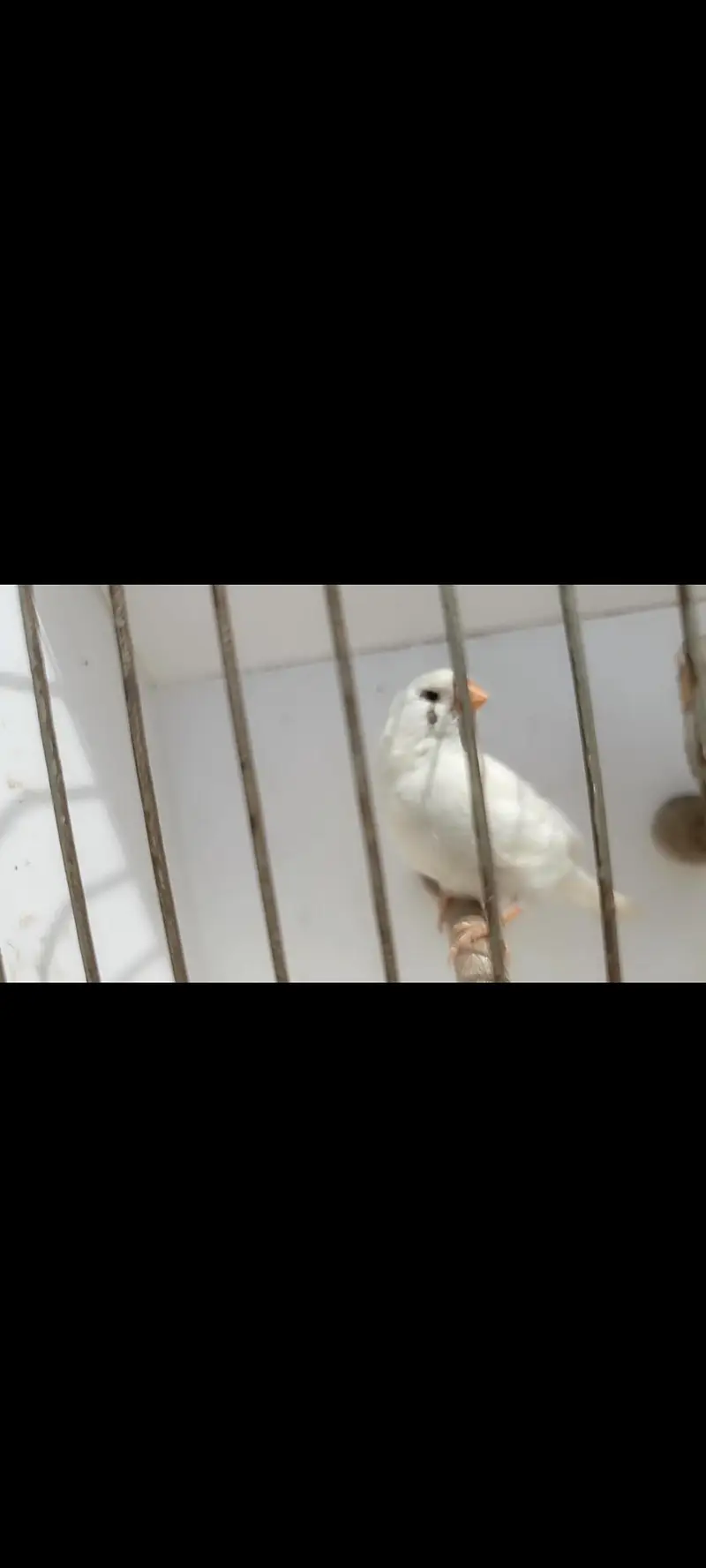 charcoal mutations Finch available — photo 2