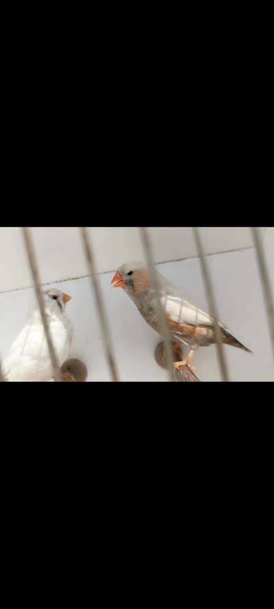 charcoal mutations Finch available