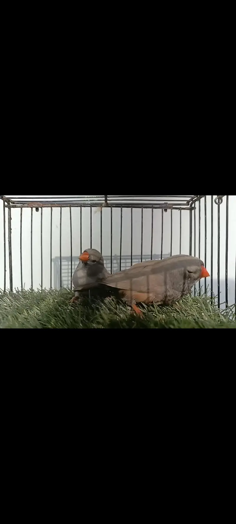 charcoal mutations Finch available — photo 4