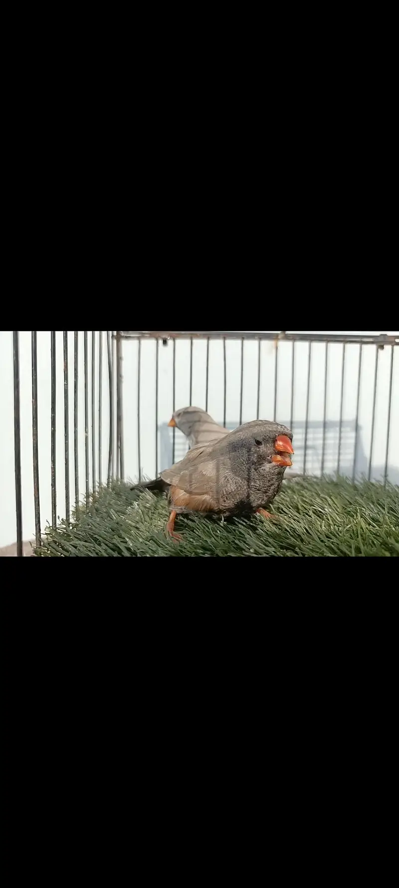 charcoal mutations Finch available — photo 5