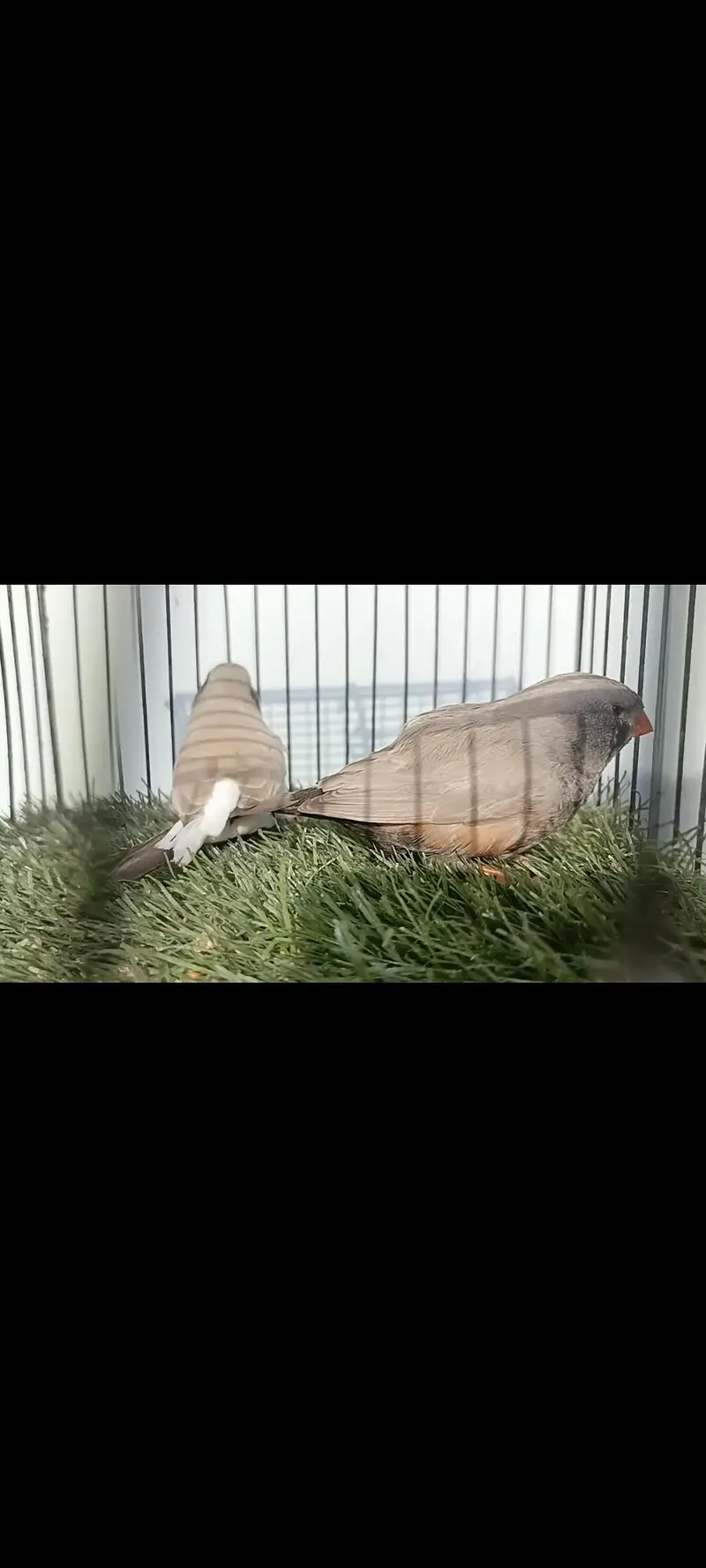 charcoal mutations Finch available — photo 7