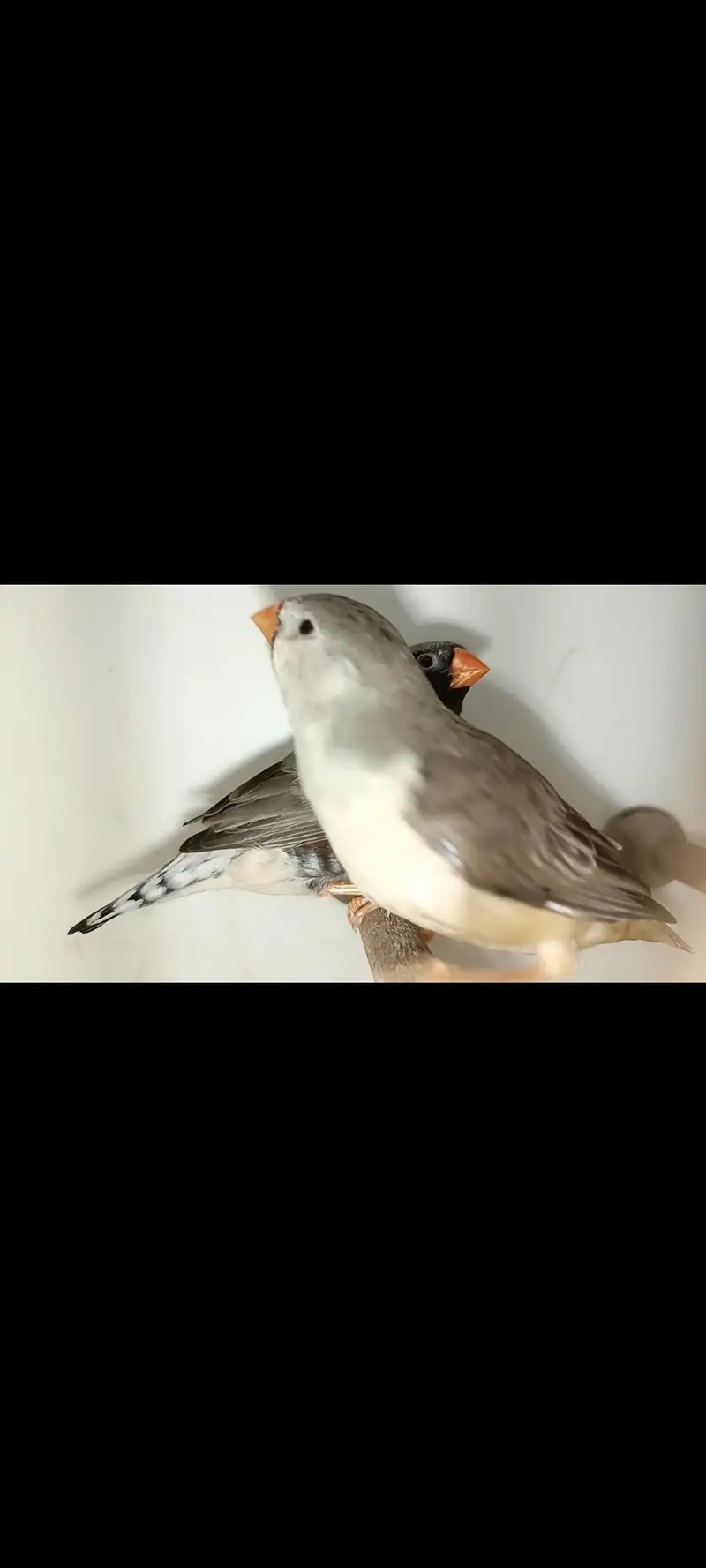 charcoal mutations Finch available — photo 9