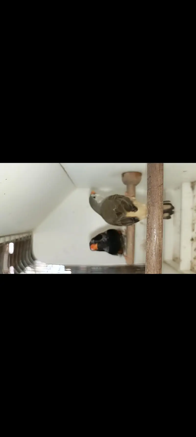 charcoal mutations Finch available — photo 10