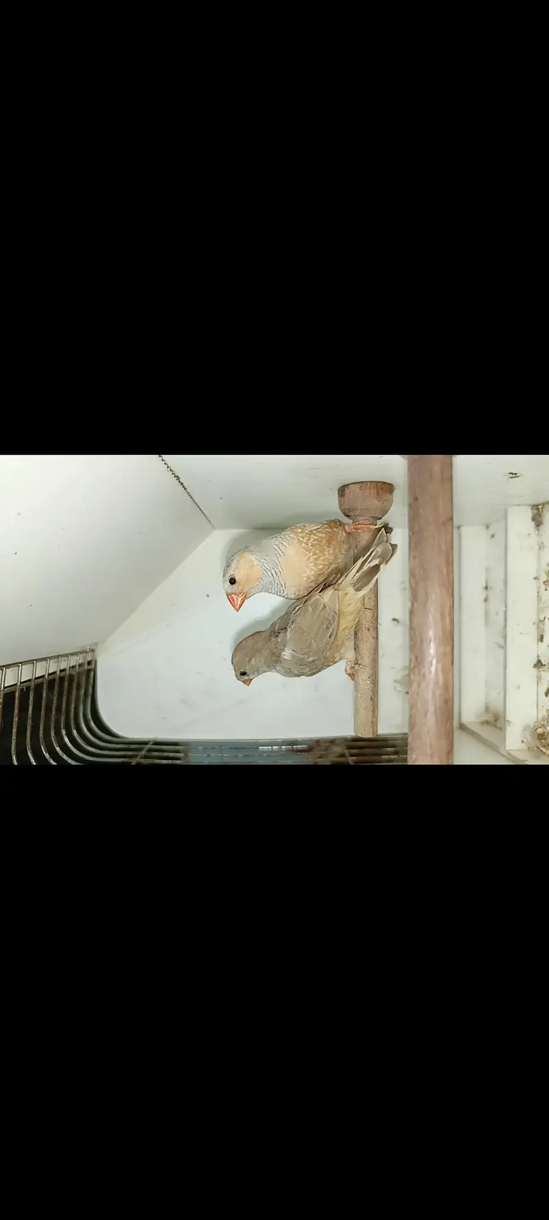 charcoal mutations Finch available — photo 11
