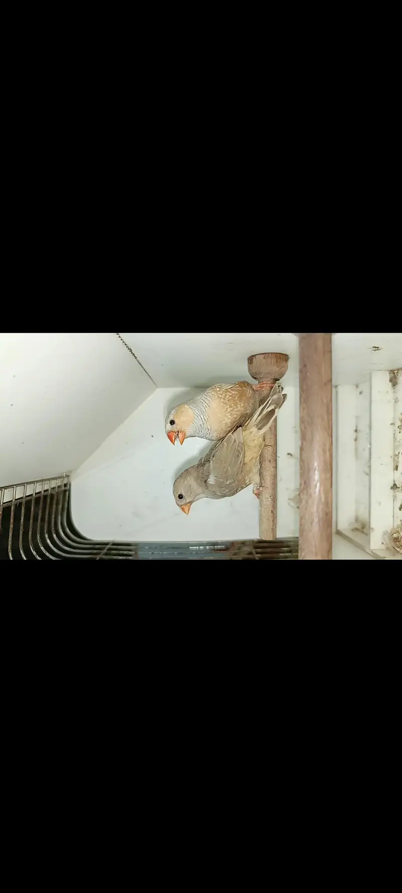 charcoal mutations Finch available — photo 12
