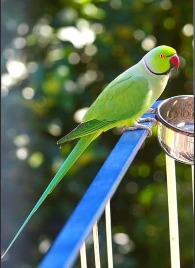 Ringnick parrot male jambo size