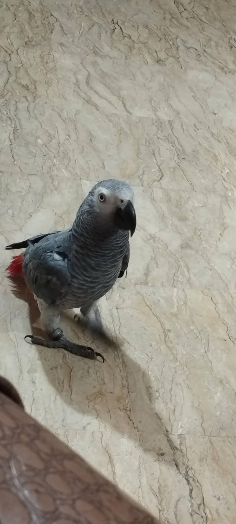 grey parrot missing report 0