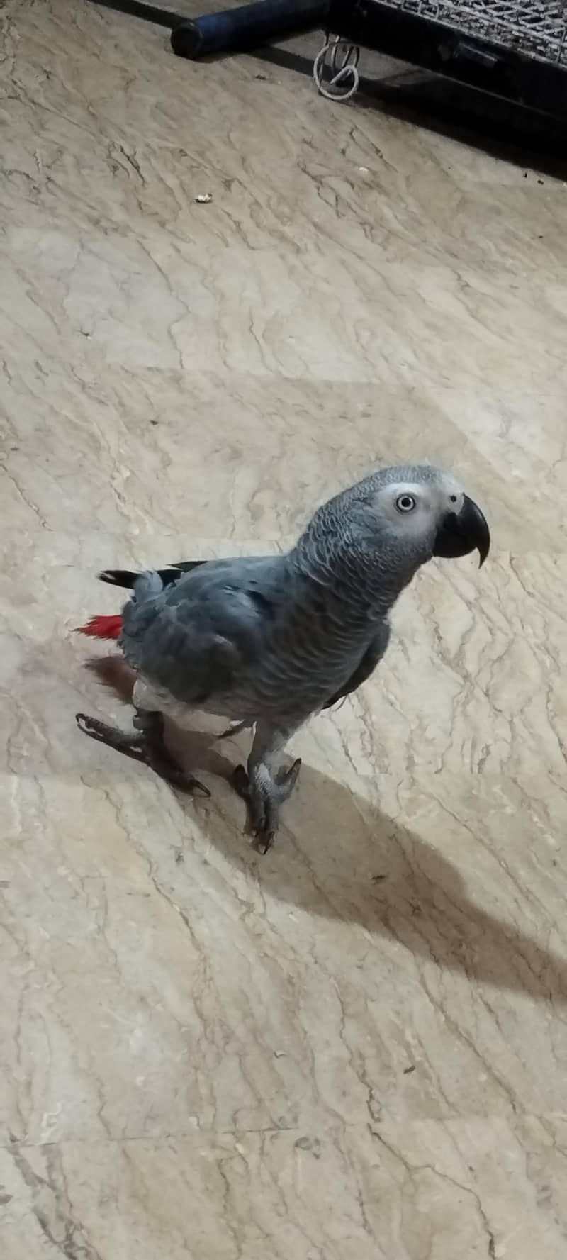 grey parrot missing report 1