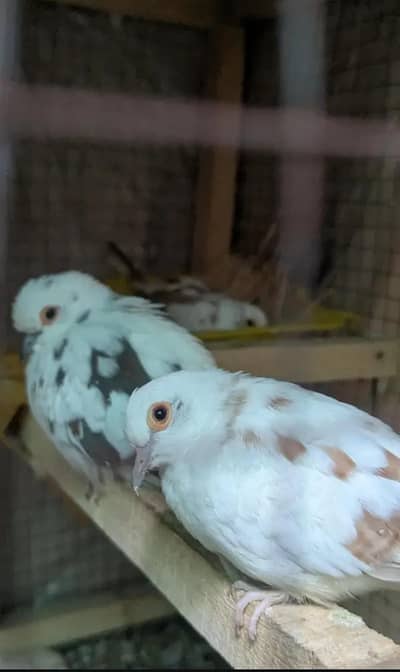 Diamond Pite Doves