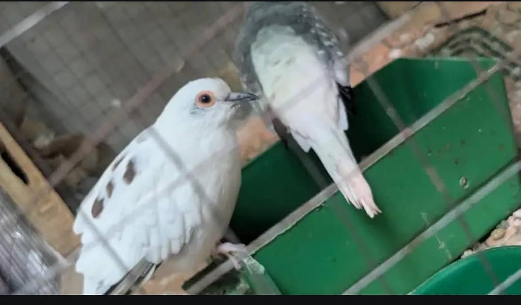Diamond Pite Doves 1