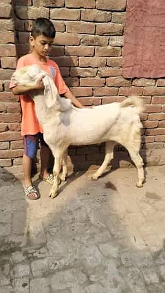 Desi nasal ghaban bakri / Gulabi Goat/Bakra For Sale