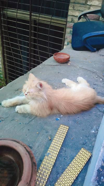 Persian cat available for adoption