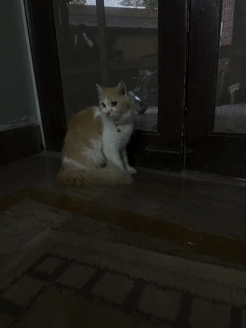 Beautiful Orange & White Long Hair Cat for Sale — photo 2
