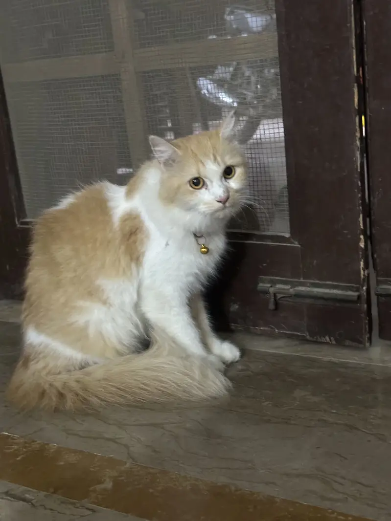 Beautiful Orange & White Long Hair Cat for Sale — photo 3
