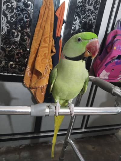 Green Ringneck Parrot for Sale in Karachi