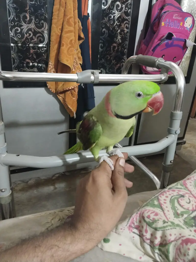 Green Ringneck Parrot for Sale in Karachi — photo 2