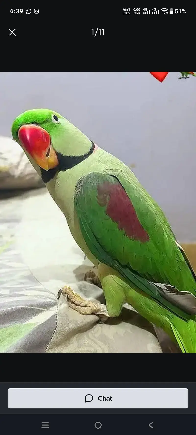 Green Ringneck Parrot for Sale in Karachi — photo 3