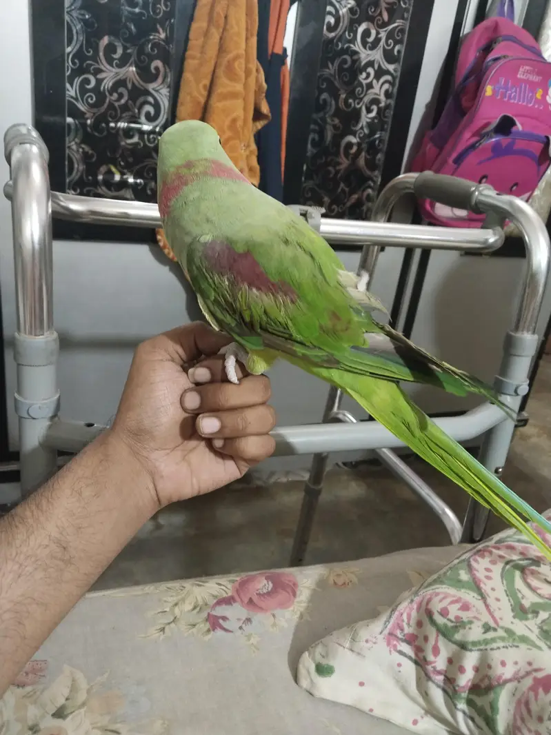 Green Ringneck Parrot for Sale in Karachi — photo 4
