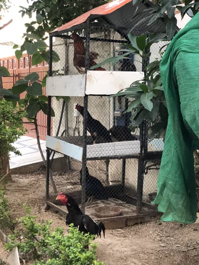 3 story cage for sale inb a very good condition