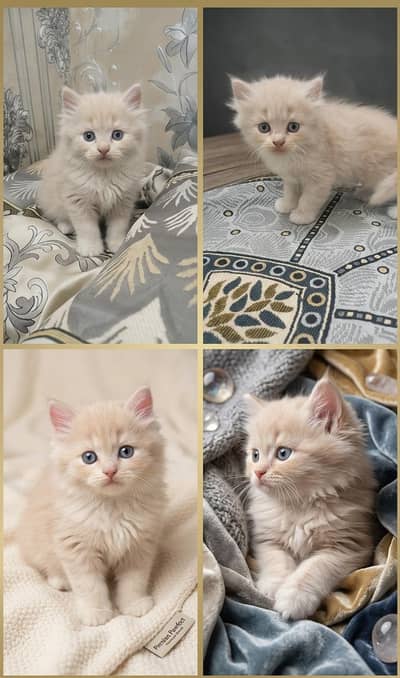 Beautiful Fluffy Persian Kitten for Sale in Gujranwala