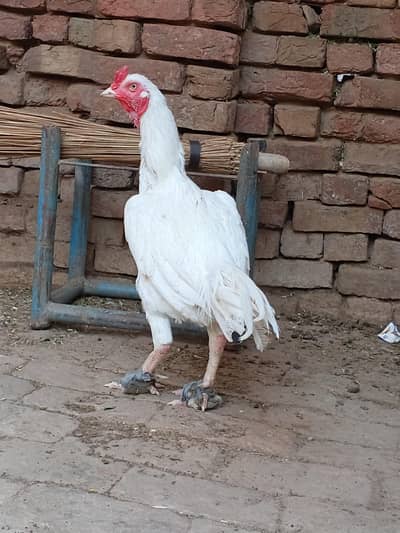 Aseel Heera