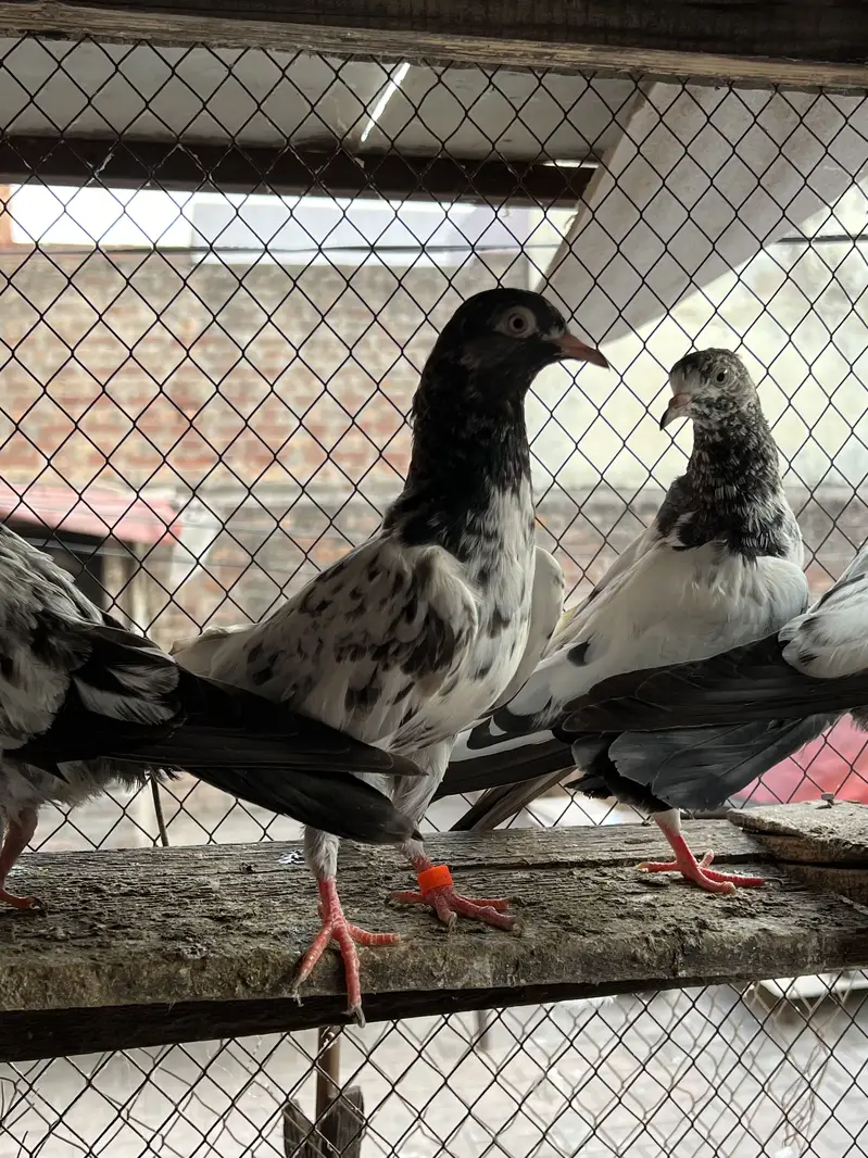 Teddy , rampuri , Chuway , Lakhay — photo 2
