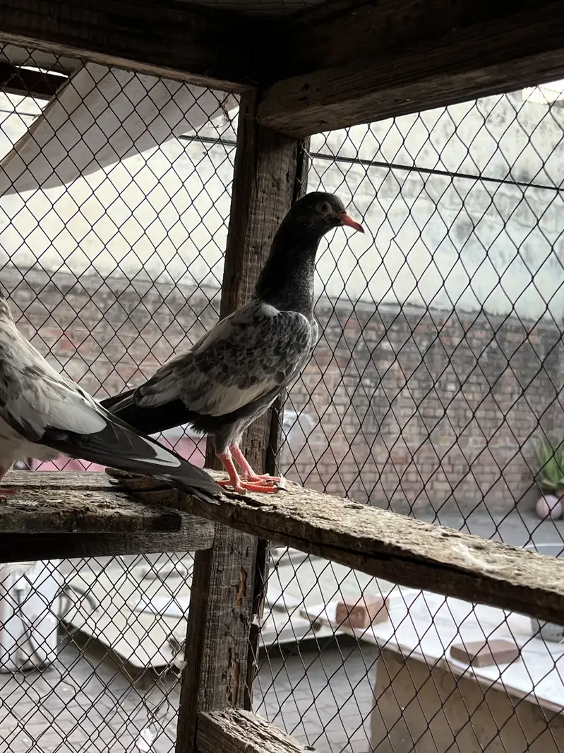 Teddy , rampuri , Chuway , Lakhay — photo 3