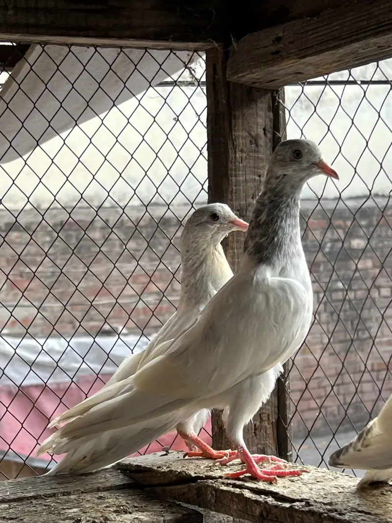 Teddy , rampuri , Chuway , Lakhay — photo 5