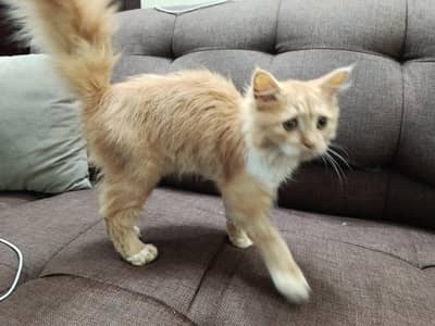 Persian female cat
